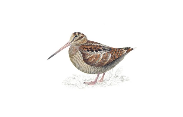 Woodcock bird