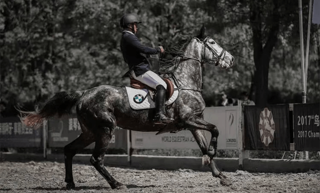 A photo of a horse and a professional horserider.