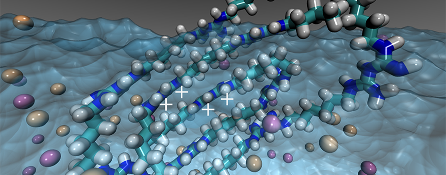 A molecular diagram showing the self-assembly of polyhexamethyl biguanide in water