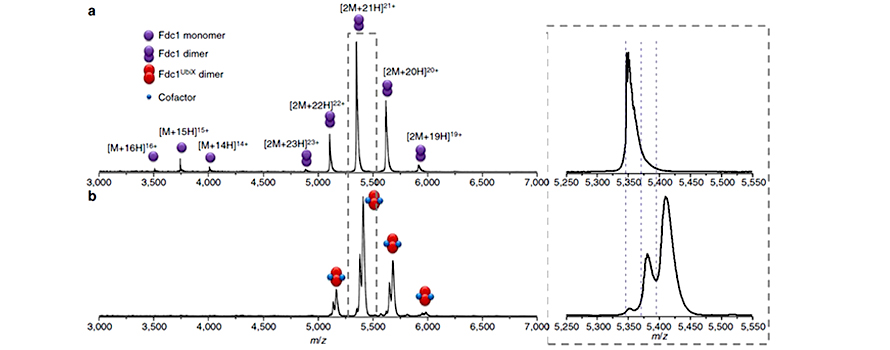 Examples of the mass spectra of decarboxylase enzymes