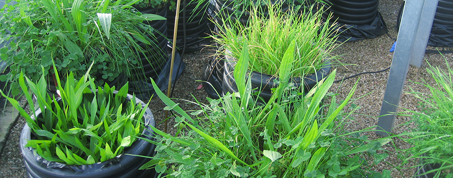 Pots of grasses grown in a mesocosm (an outdoor experiment under controlled conditions)