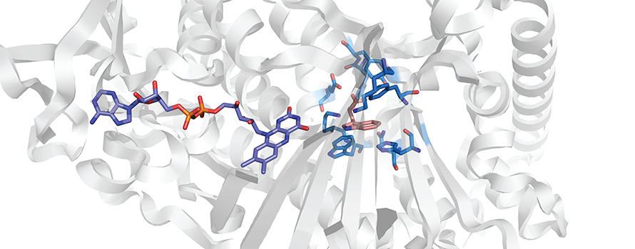 A halogenase enzyme, with the molecular components taking part in integrated catalysis highlighted