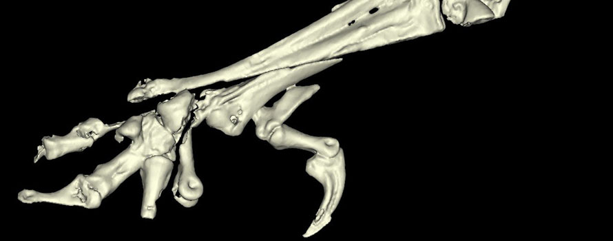3D image of a bird's leg