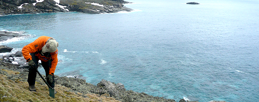 A researcher collecting samples of fungi growing in soils in the Antarctic