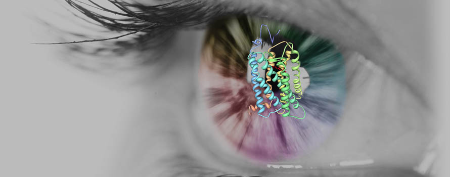 The structure of rhodopsin in the foreground, with a human eye in the background