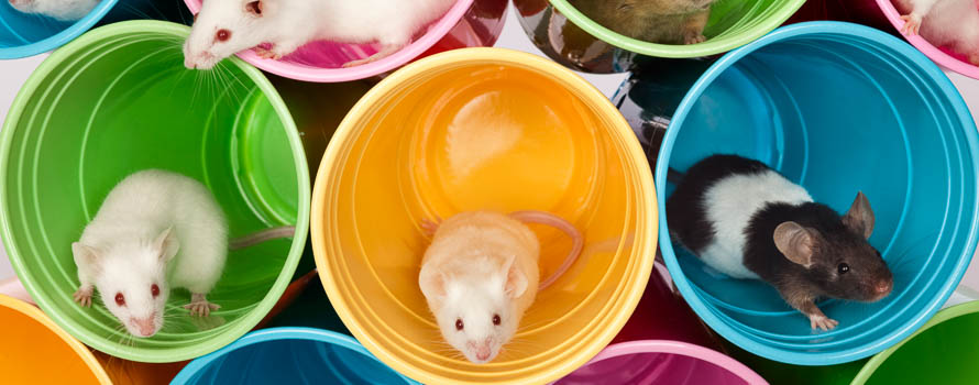 An array of colourful plastic cups, each holding a mouse