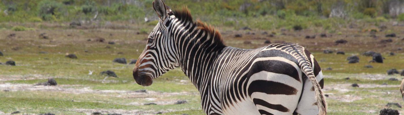 Examining zebra dung – it's a dirty job but somebody's got to do it. -  Science and Engineering
