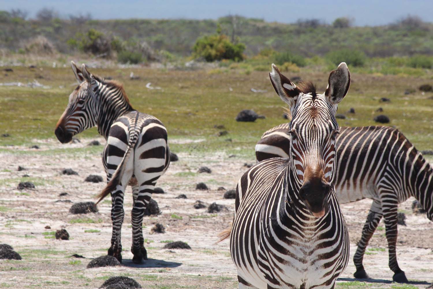 Examining zebra dung it’s a dirty job but somebody’s got to do it