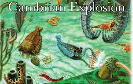 cambrian explosion, ancient, fossils, university of manchester, earth science