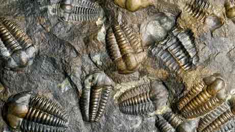 cambrian explosion, ancient, fossils, university of manchester, earth science