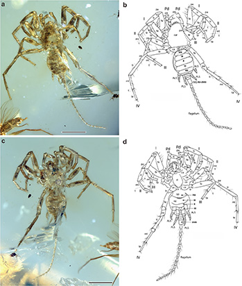 Chimerarachne yingi amber