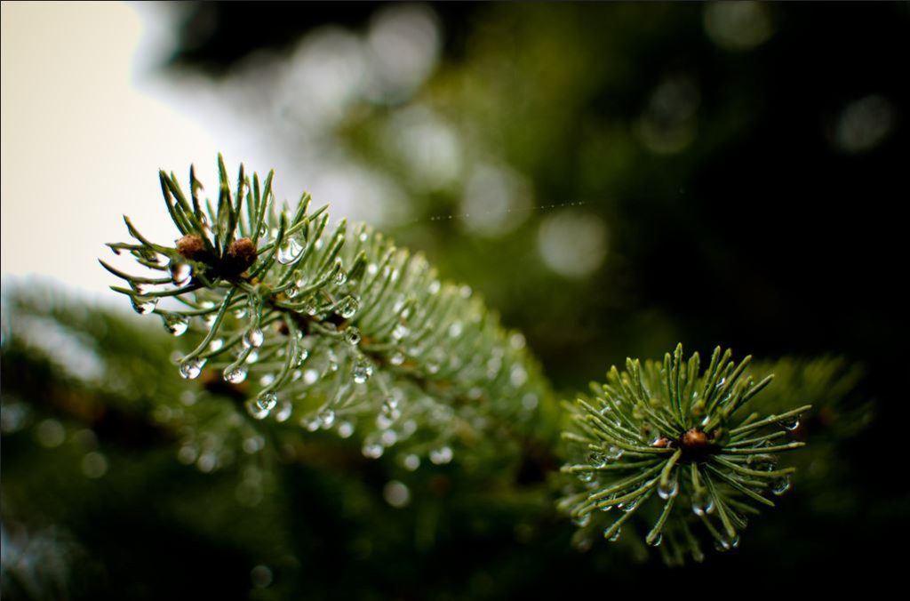 wet tree