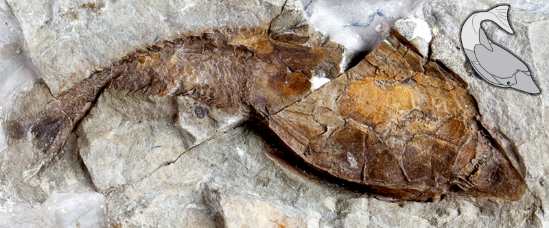 fish fossil