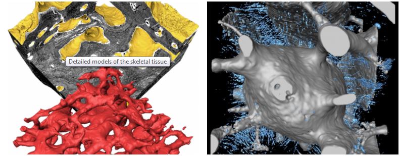 aspidin scans