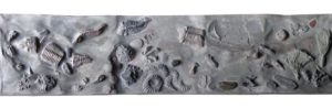 Permian fossils