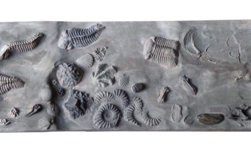 Permian fossils