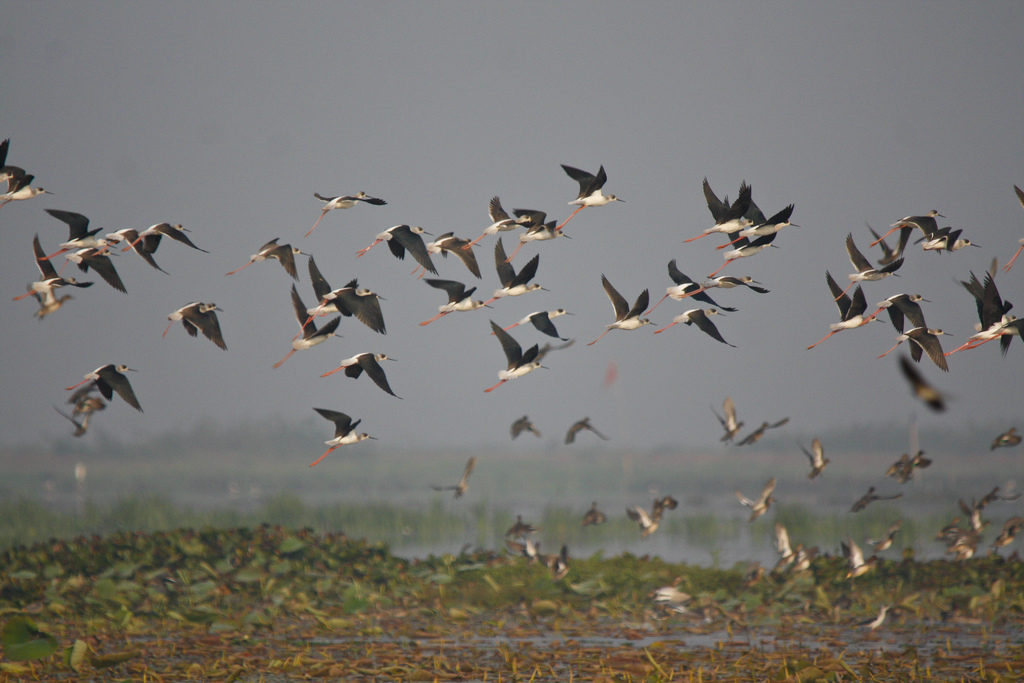 flock of birds