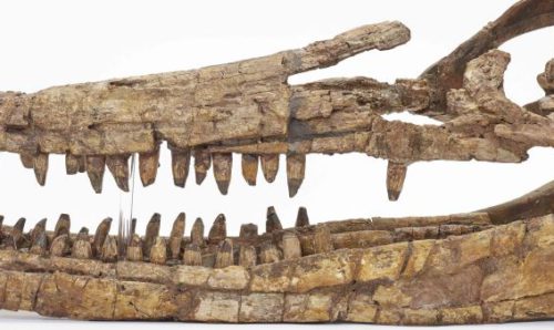 Ichthyosaur skull