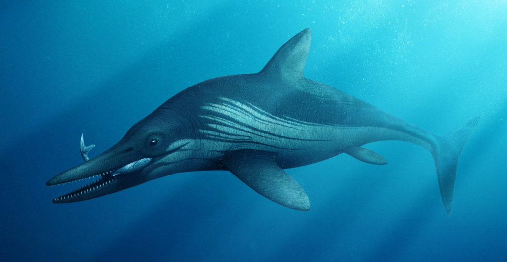 Ichthyosaur reconstruction - Bob Nicholls