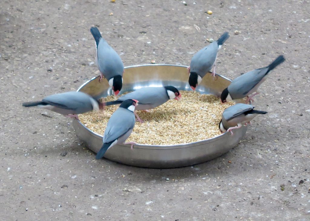 Java sparrows