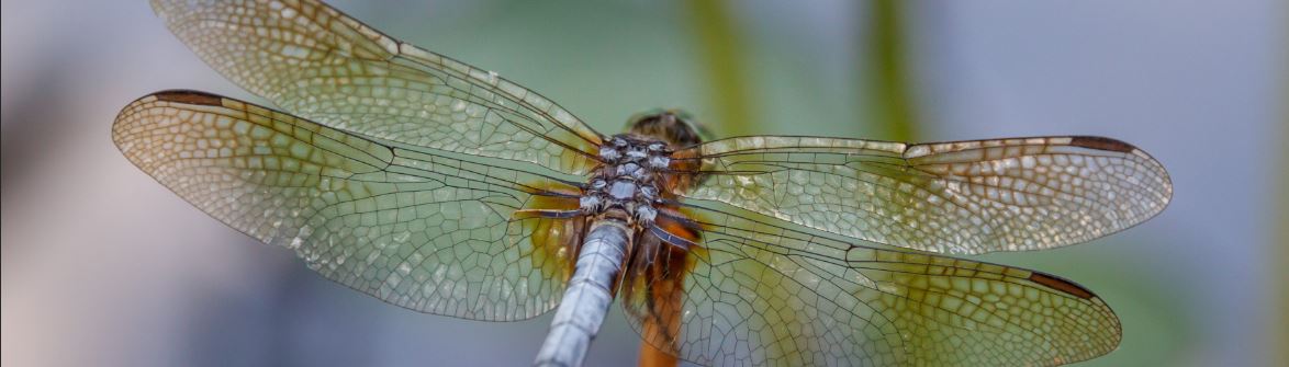 Dragonfly