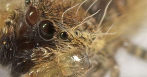 Uroballus Carlei jumping spider