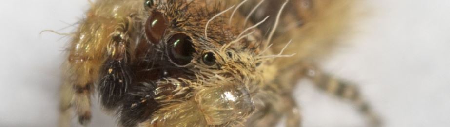 Uroballus Carlei jumping spider