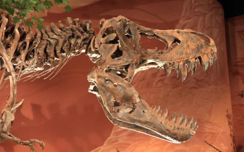 T-Rex skull