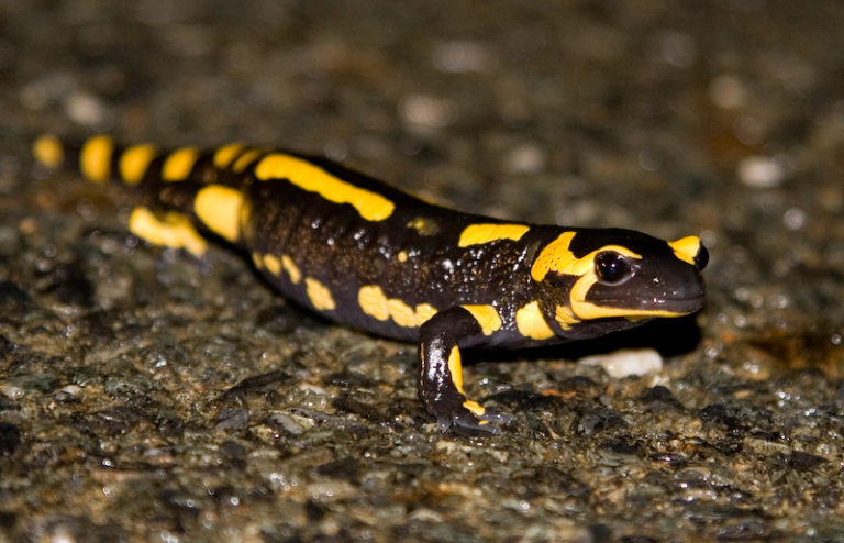Black and yellow salamander