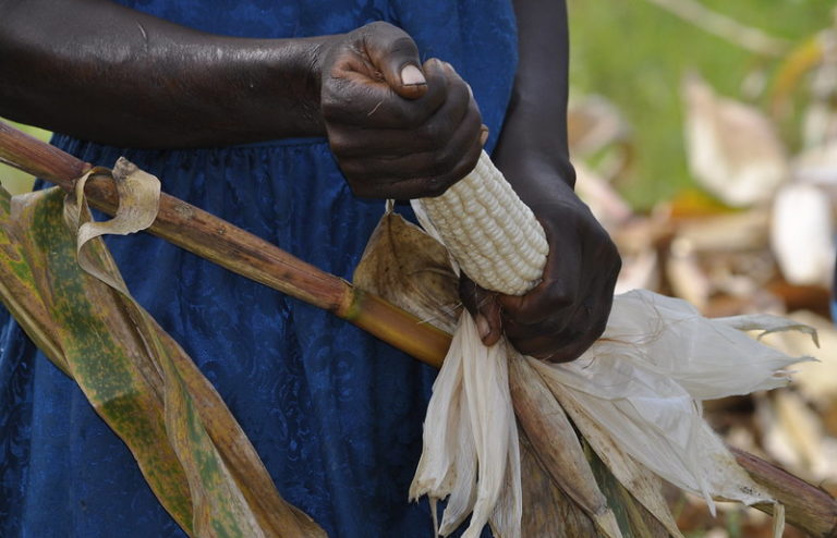 Crop gathering in Kenya