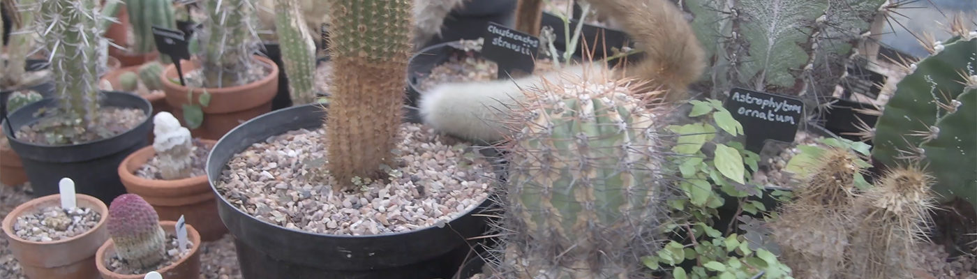 Cactus in a greenhouse