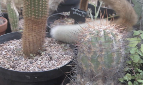 Cactus in a greenhouse