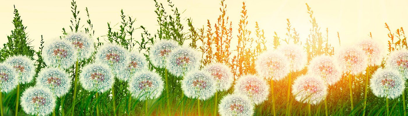 Dandelions in the sun