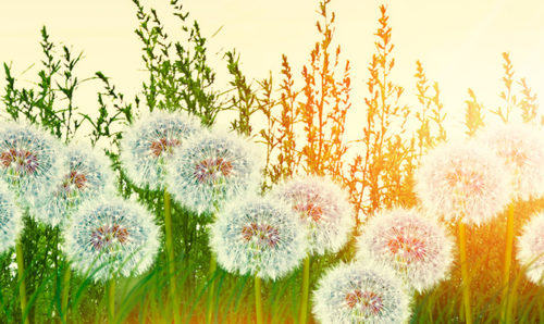 Dandelions in the sun