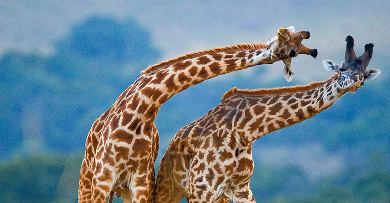 Two sparring giraffes