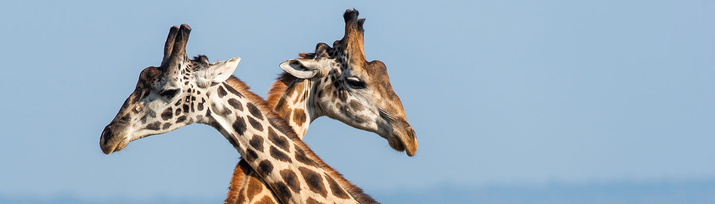 Two giraffes sparring