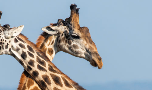 Two giraffes sparring