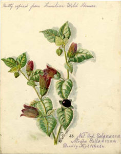 Deadly Nightshade (Atropa Belladonna). William Catto,1921, watercolour on paper. 