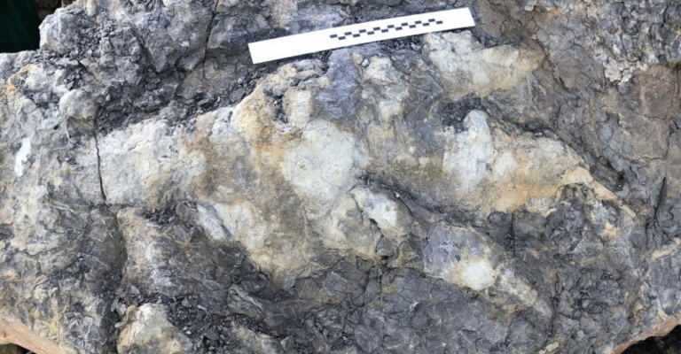 Image of the discovered dinosaur footprint.