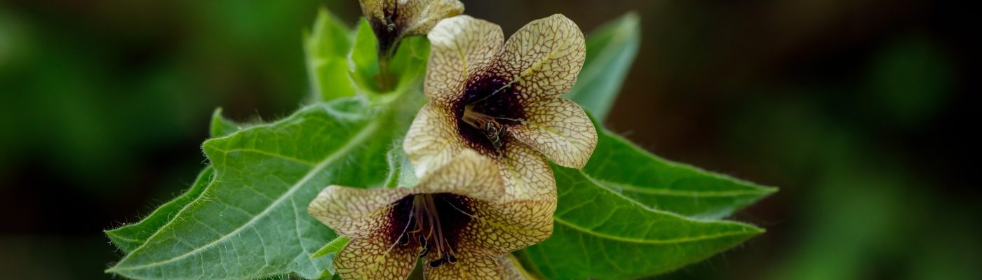 Close-up of the henbane plant