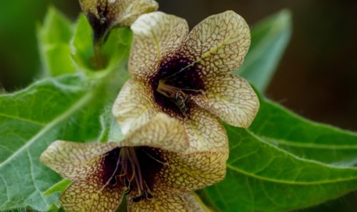 Close-up of the henbane plant