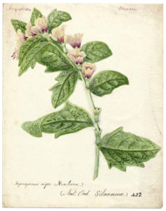 Henbane (Hyoscyamus niger). William Catto, 1904, watercolour on paper.