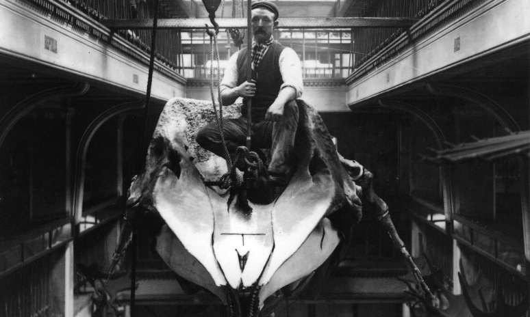 An old photograph of a man sat atop a large skull and bones in the Manchester Museum.