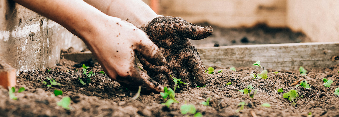 A pair of hands in a planter of soil
