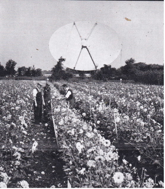 Overdid the Colchicine on that big white cabbage back there perhaps? - Image from The Firs archive - pictures flowers in the foreground with the huge Lovell telescope in the background