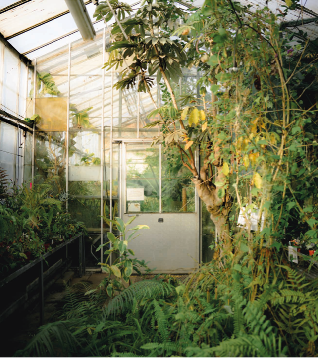 Inside the Range greenhouse, a temperature-controlled greenhouse containing the University’s Living Plant Collection – Image from the Firs collection