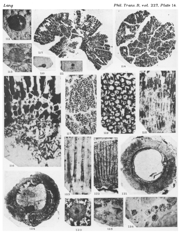 Palaeobotanical slides of petrified Pachytheca- an algal family from the period-  Image from Lang’s 1937 paper