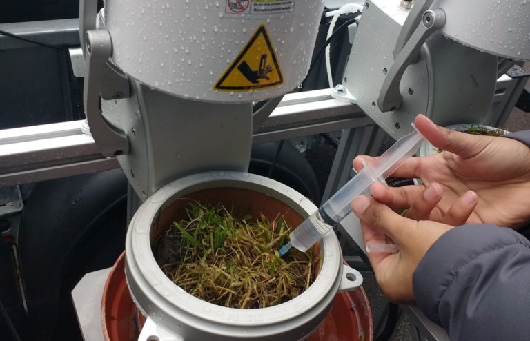 Syringing treatment into plant pod and grass cuttings to simulate root exudate.