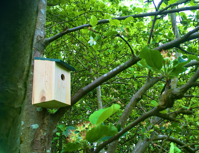 Bird Box in Platt Fields