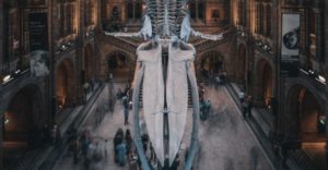 The Natural History Museum Main Hall